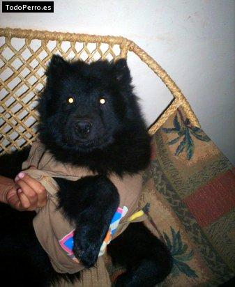 Foto del perro Yang alejandro
