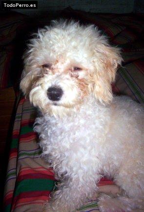 Foto del perro Rocco