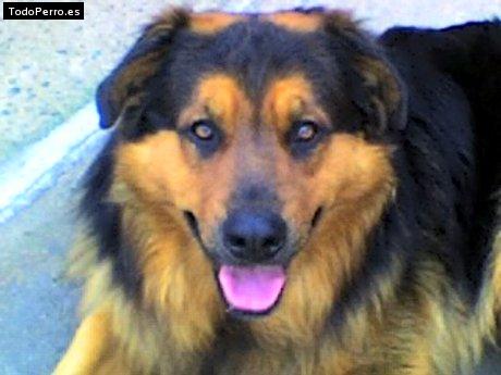 La foto del perro Luka Foto del perro Luka