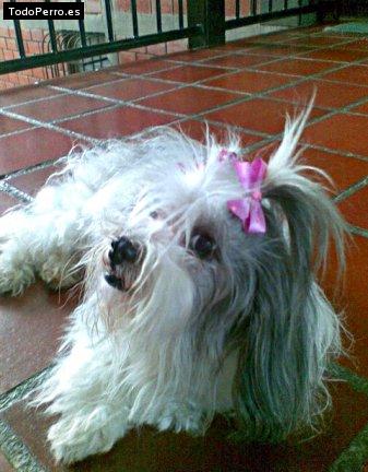 Foto del perro Bella