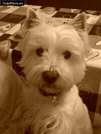 Foto del perro Spider