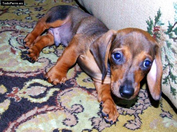 Foto del perro Snoopy