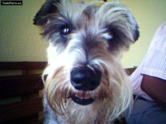 Foto del perro Sussy