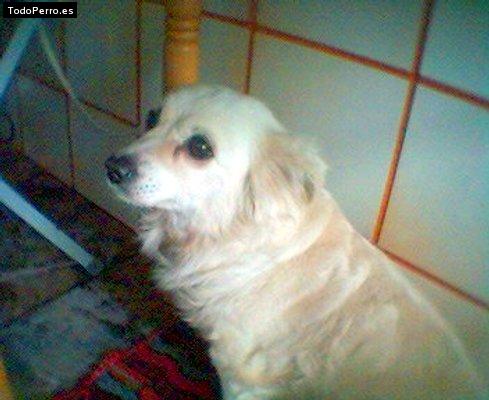 Foto del perro Chispa