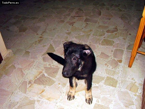 Foto del perro Ricardo