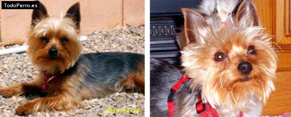 La foto del perro Kayser brayan Foto del perro Kayser brayan