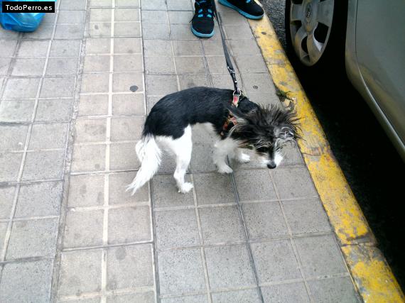 Foto del perro Dori