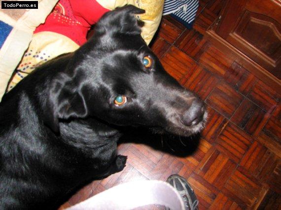 Foto del perro Candela