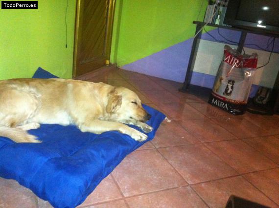 Foto del perro Mila