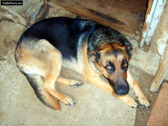 La foto del perro Sofia Foto del perro Sofia