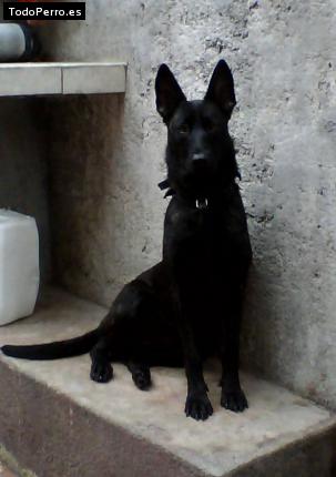 Foto del perro Milka