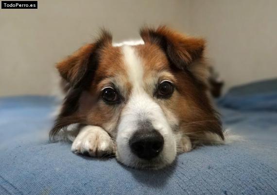 Foto del perro Carli