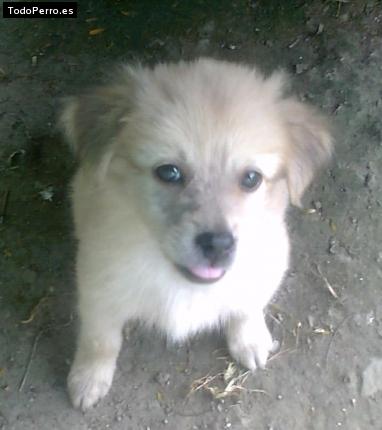 Foto del perro Motita