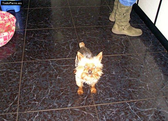 Foto del perro Borg
