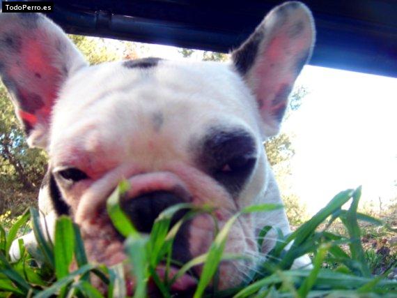 La foto del perro Stich Foto del perro Stich