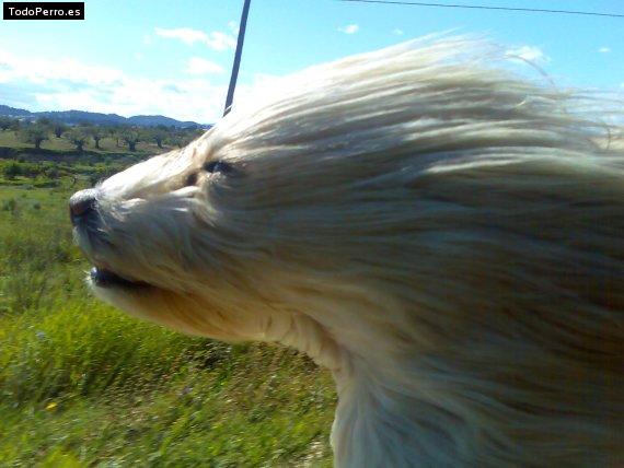 La foto del perro Kika Foto del perro Kika