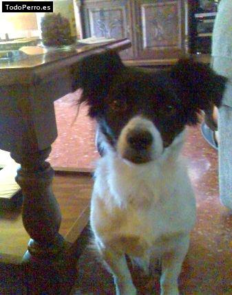 La foto del perro Scoot Foto del perro Scoot