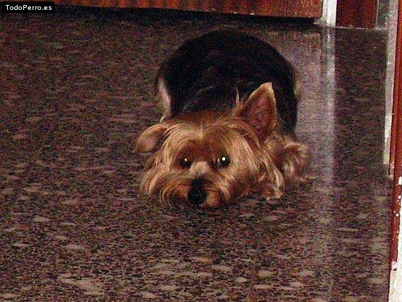 La foto del perro Eddie Foto del perro Eddie