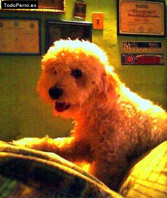 Foto del perro Randy