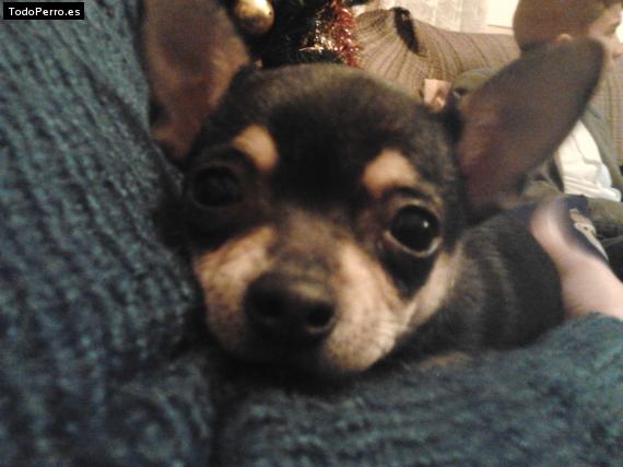 Foto del perro Cali