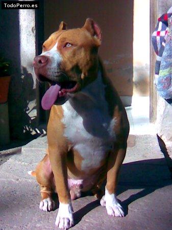 Foto del perro Rocco