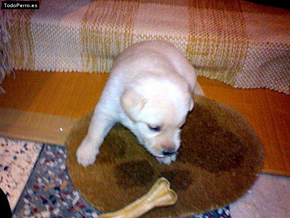 La foto del perro Saber Foto del perro Saber