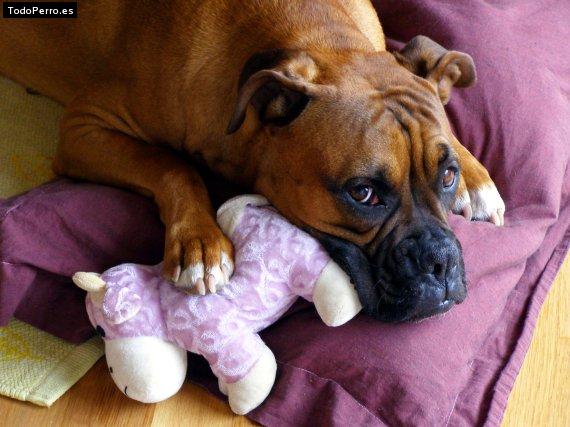 La foto del perro Rita Foto del perro Rita