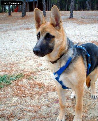 La foto del perro Shira Foto del perro Shira