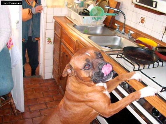 La foto del perro Micky Foto del perro Micky