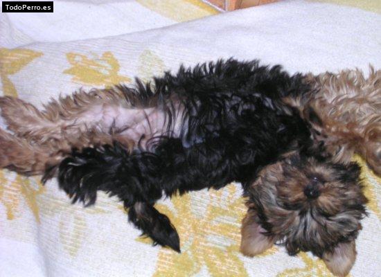 La foto del perro Rino Foto del perro Rino