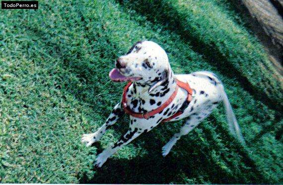 Foto del perro Bossie