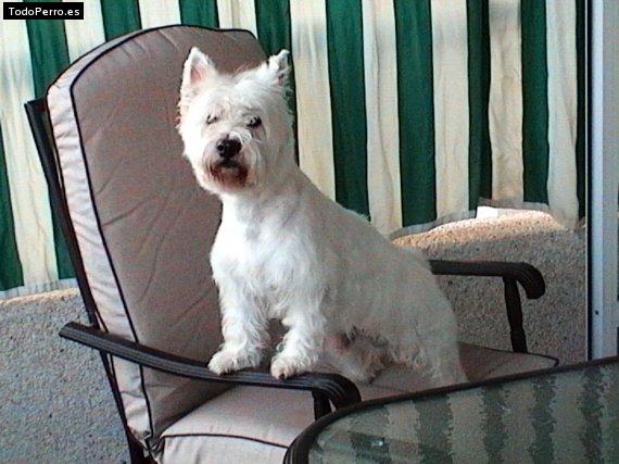 La foto del perro