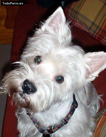 Foto del perro Blas