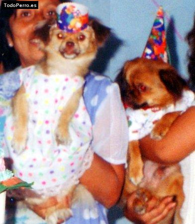 Foto del perro Estrella y chocolate