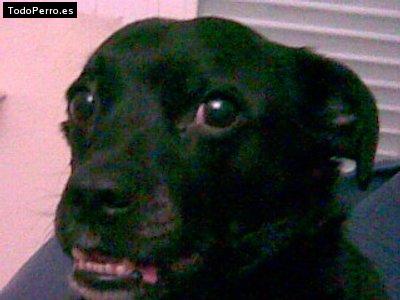 La foto del perro Pancho Foto del perro Pancho