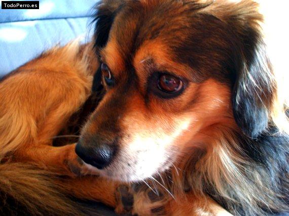 La foto del perro Kusqui Foto del perro Kusqui