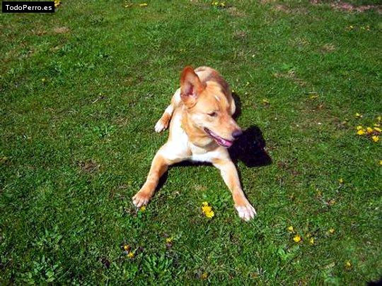 La foto del perro Pachon Foto del perro Pachon