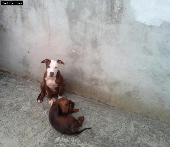 Foto del perro Rocky