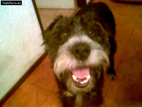 Foto del perro Cacho