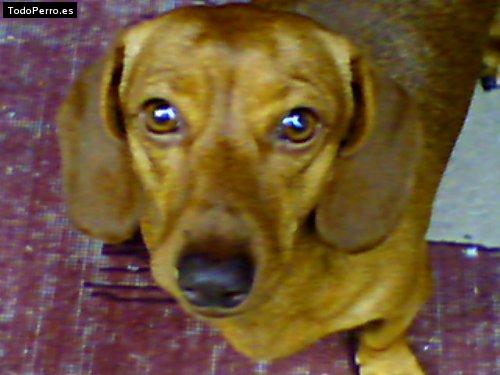 Foto del perro Winona