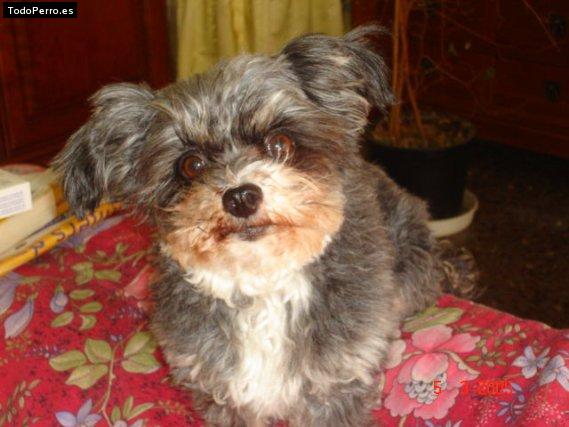 La foto del perro Greta Foto del perro Greta