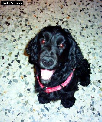 La foto del perro Selva Foto del perro Selva