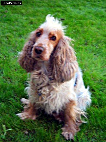 La foto del perro Laika Foto del perro Laika