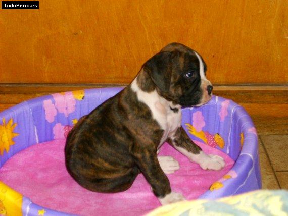 Foto del perro Macarena