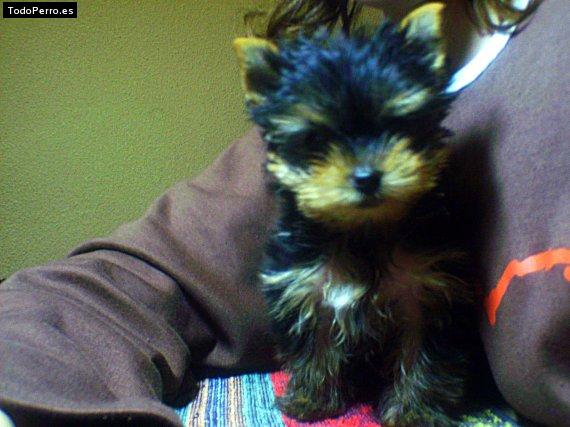 La foto del perro Iris Foto del perro Iris