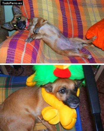 Foto del perro Nala