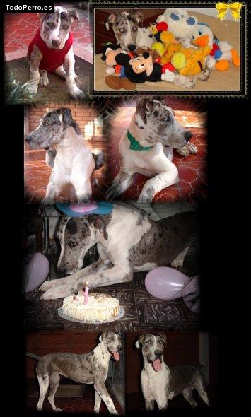 Foto del perro Tiara