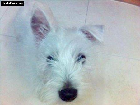 Foto del perro Curro