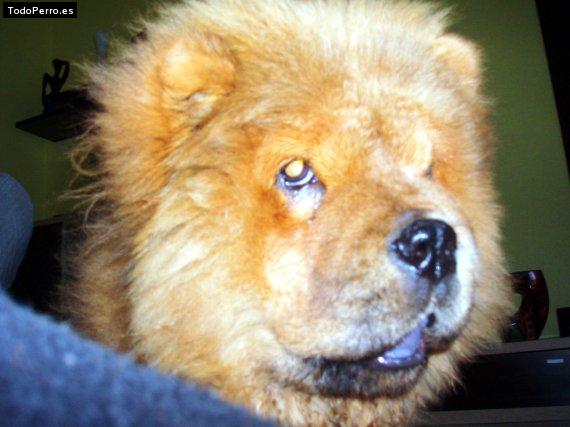 La foto del perro Monflis Foto del perro Monflis