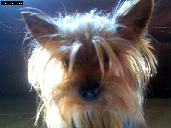 La foto del perro Panchita Foto del perro Panchita